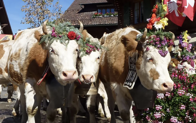 Gstaad Züglete