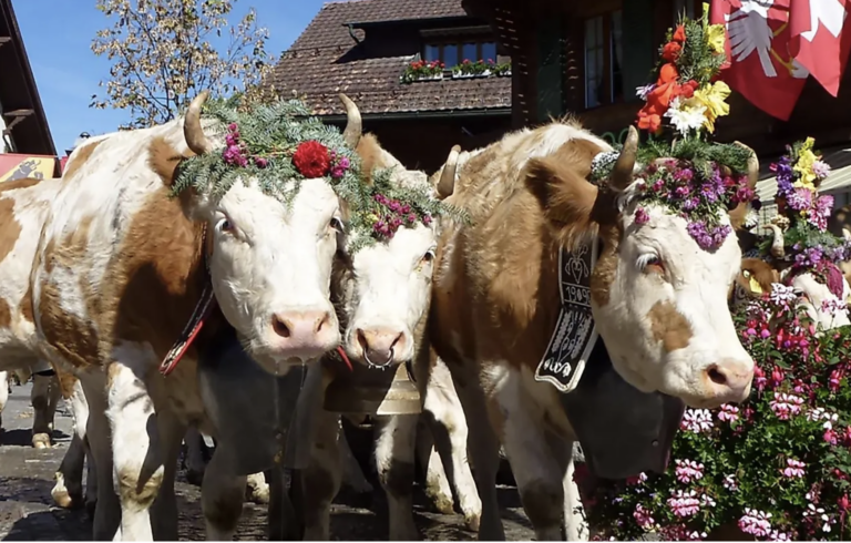 BergNest - Gstaad Zuglete